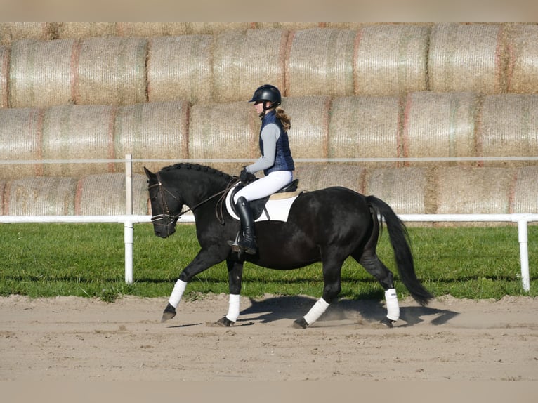 Cob Gelding 9 years 13,2 hh Black in Ganschow