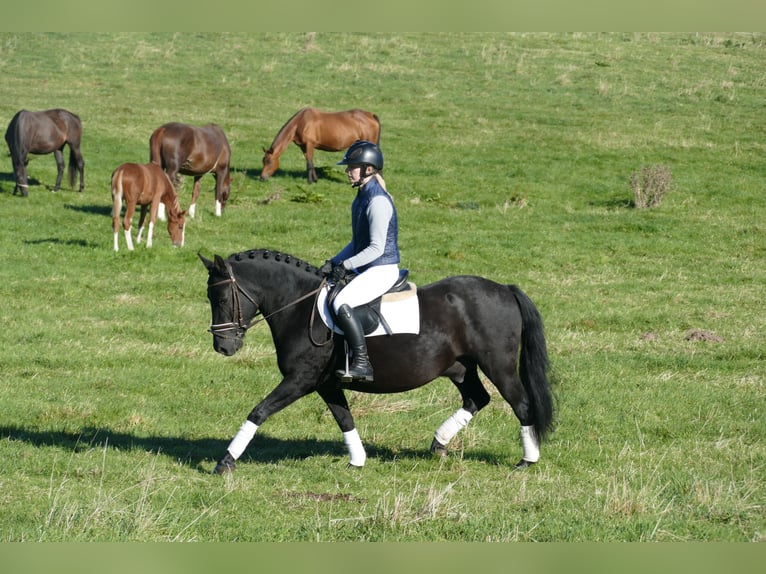 Cob Gelding 9 years 13,2 hh Black in Ganschow