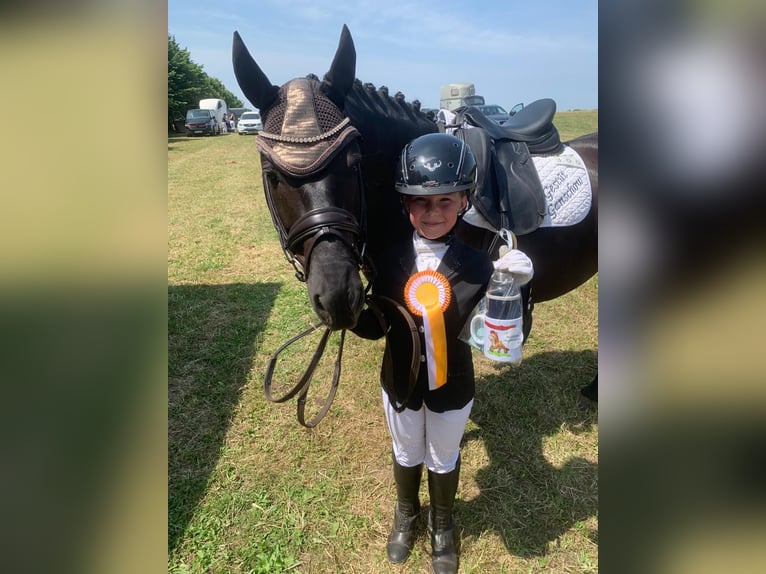 Cob Gelding 9 years 13,2 hh Black in Ganschow