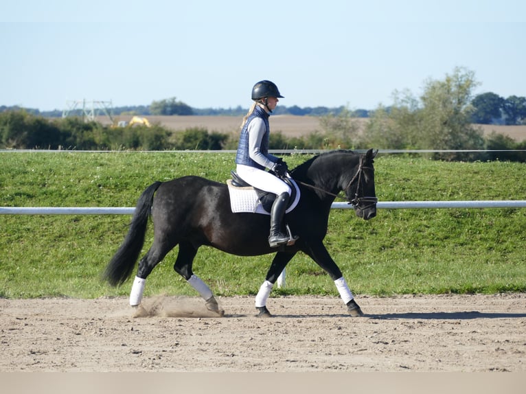 Cob Gelding 9 years 13,2 hh Black in Ganschow