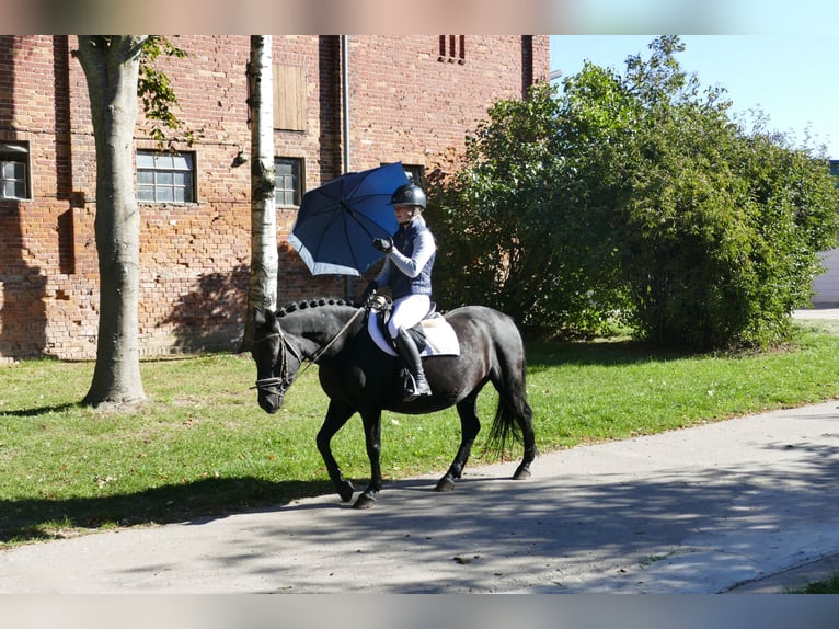 Cob Gelding 9 years 13,2 hh Black in Ganschow