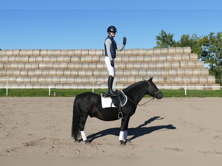 Cob Gelding 9 years 13,2 hh Black in Ganschow