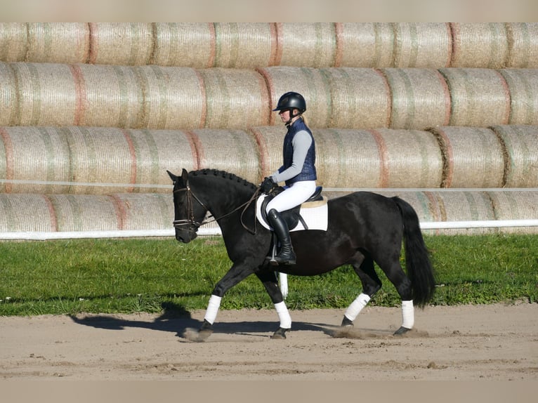 Cob Gelding 9 years 13,2 hh Black in Ganschow
