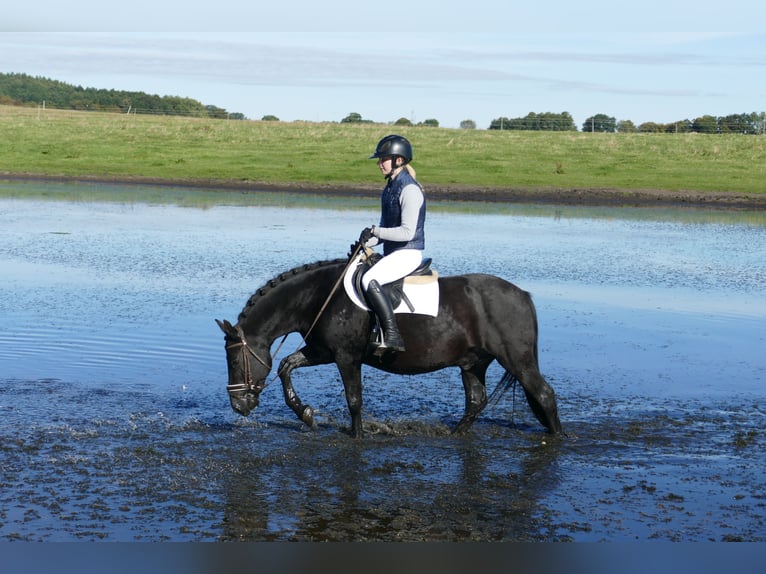 Cob Gelding 9 years 13,2 hh Black in Ganschow