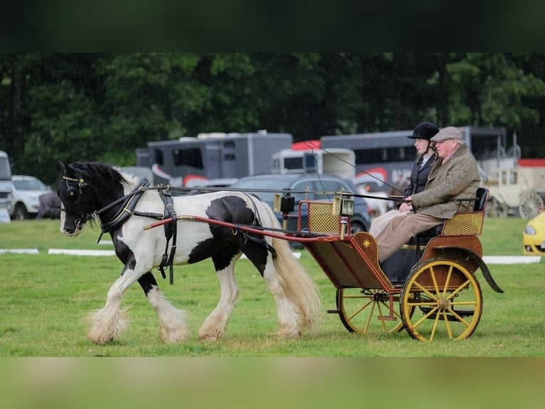 Cob Gelding 9 years 13.2 hh Tobiano-all-colors in Newry