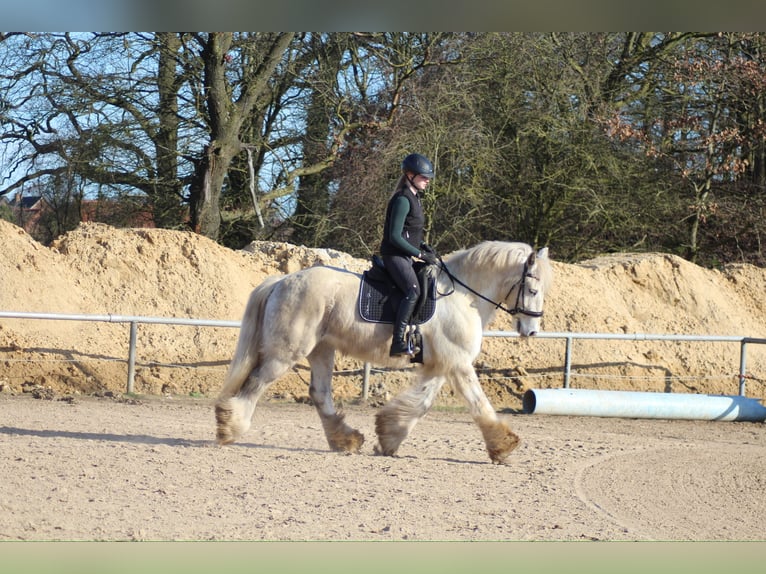 Cob Gelding 9 years 15.2 hh Grey in Oberlangen