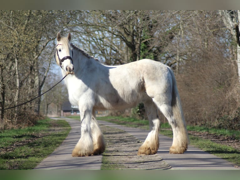 Cob Gelding 9 years 15.2 hh Grey in Oberlangen