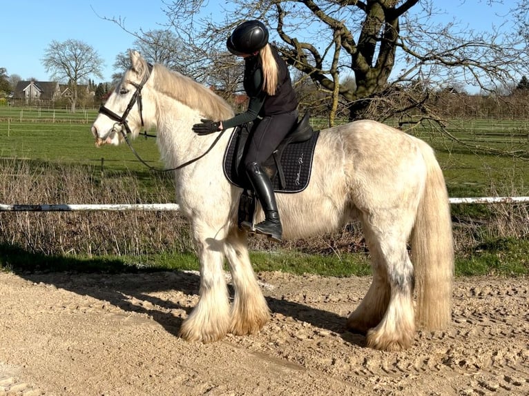 Cob Gelding 9 years 15,2 hh Grey in Oberlangen