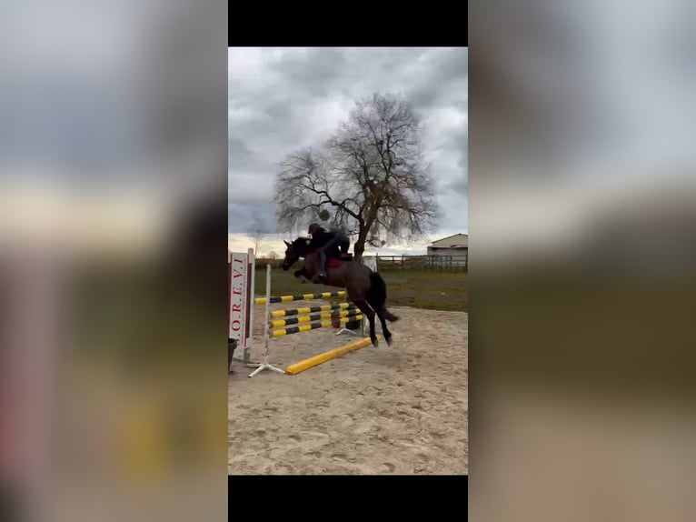 Cob Giumenta 10 Anni 148 cm Morello in Dampierre-sur-Linotte