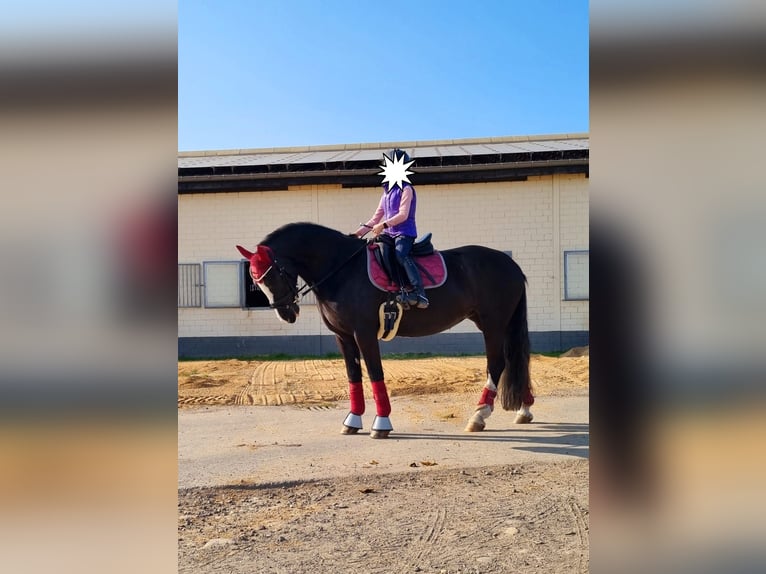 Cob Giumenta 11 Anni 146 cm Morello in Althaus