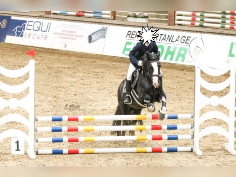 Cob Giumenta 11 Anni 146 cm Morello in Reiskirchen