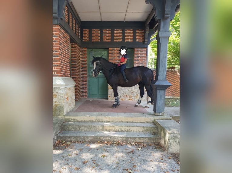 Cob Giumenta 11 Anni 146 cm Morello in Reiskirchen