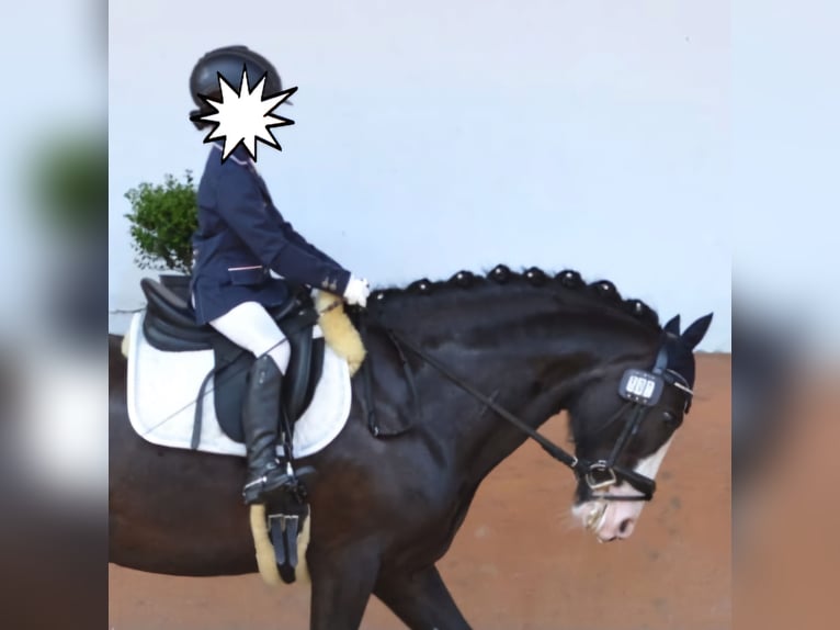 Cob Giumenta 11 Anni 146 cm Morello in Reiskirchen