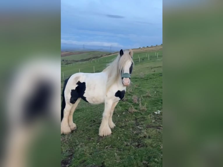 Cob Giumenta 12 Anni 132 cm Bianco in Gwytherin