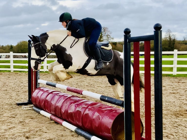 Cob Giumenta 12 Anni 148 cm Pezzato in Mountrath