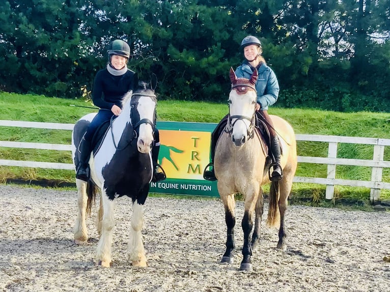 Cob Giumenta 12 Anni 148 cm Pezzato in Mountrath