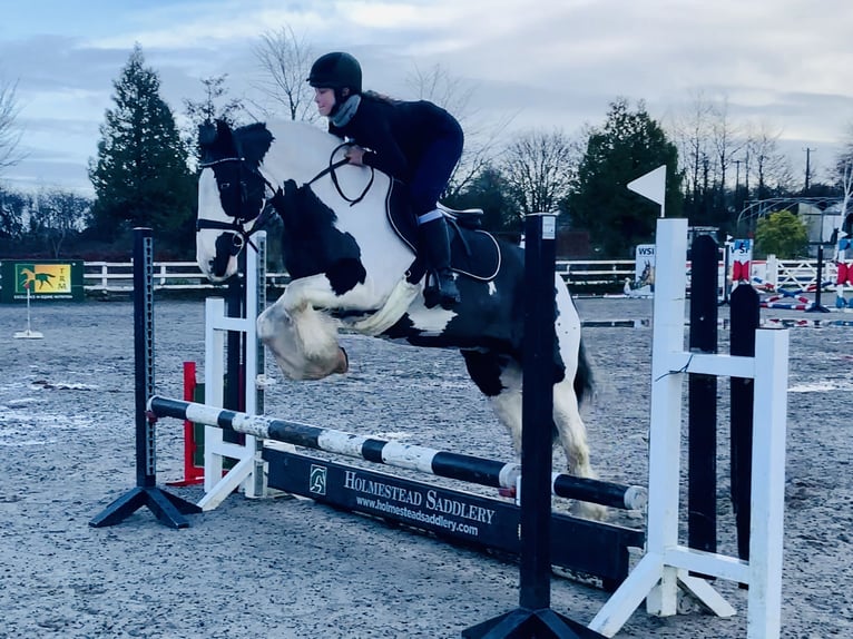 Cob Giumenta 12 Anni 148 cm Pezzato in Mountrath