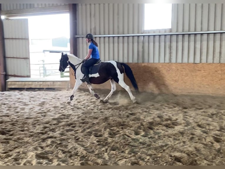 Cob Giumenta 12 Anni 150 cm Pezzato in Sligo