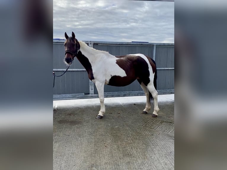 Cob Giumenta 12 Anni 150 cm Pezzato in Sligo