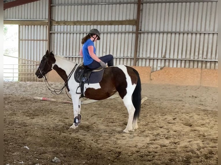 Cob Giumenta 12 Anni 150 cm Pezzato in Sligo