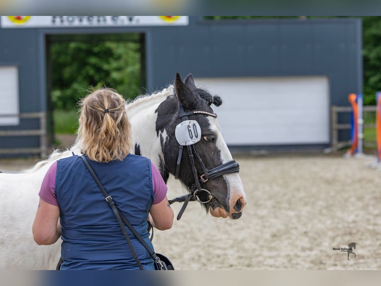 Cob Giumenta 13 Anni 113 cm Pezzato in Varel Dangastermoor