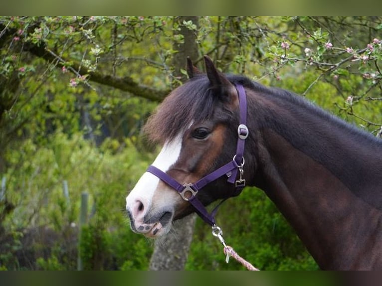 Cob Giumenta 13 Anni 152 cm Baio in Winsen