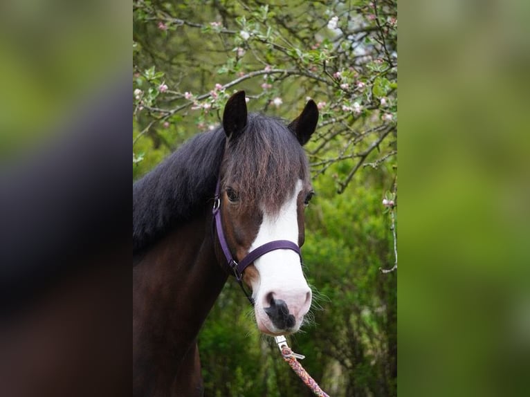 Cob Giumenta 13 Anni 152 cm Baio in Winsen