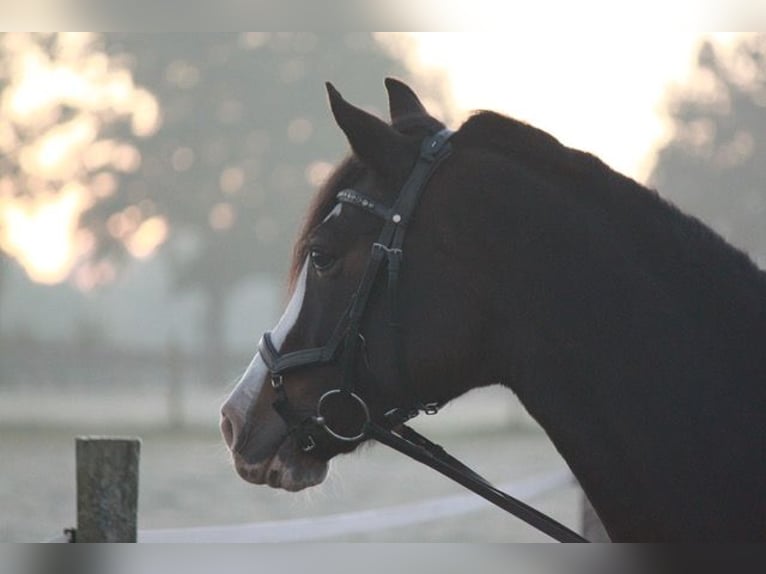 Cob Giumenta 13 Anni 152 cm Baio in Winsen