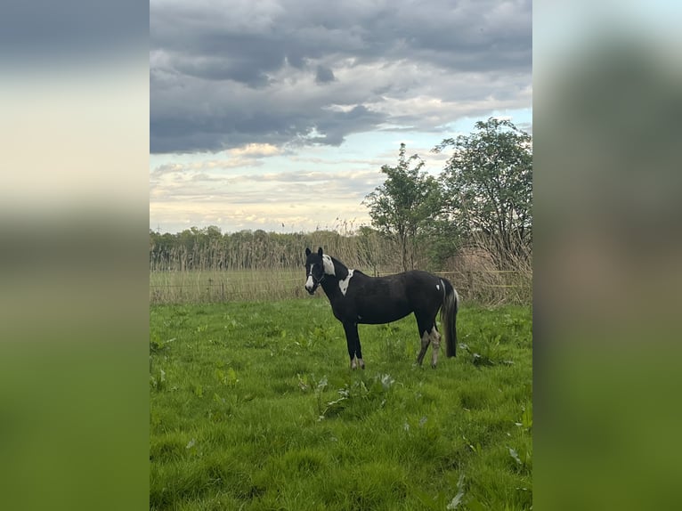 Cob Mix Giumenta 13 Anni 152 cm Pezzato in Bramsche