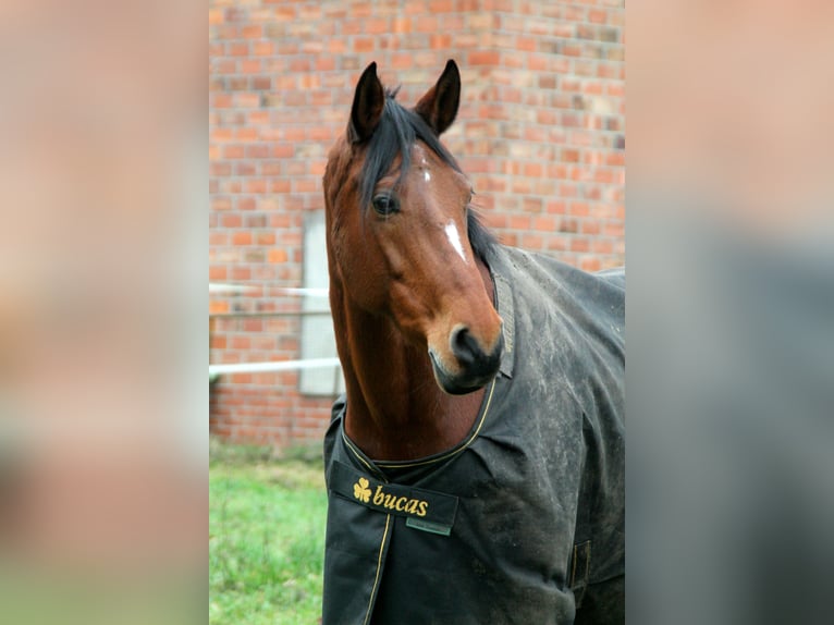 Cob Giumenta 14 Anni 152 cm Baio in Sulingen