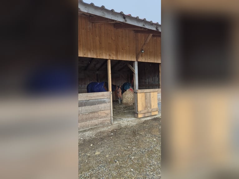 Cob Giumenta 14 Anni 166 cm  in Egling