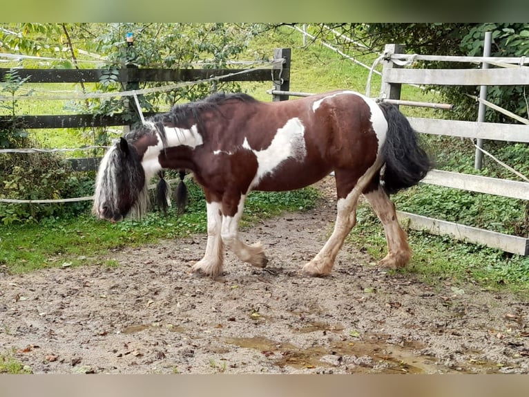 Cob Giumenta 15 Anni 140 cm Pezzato in Eggerding