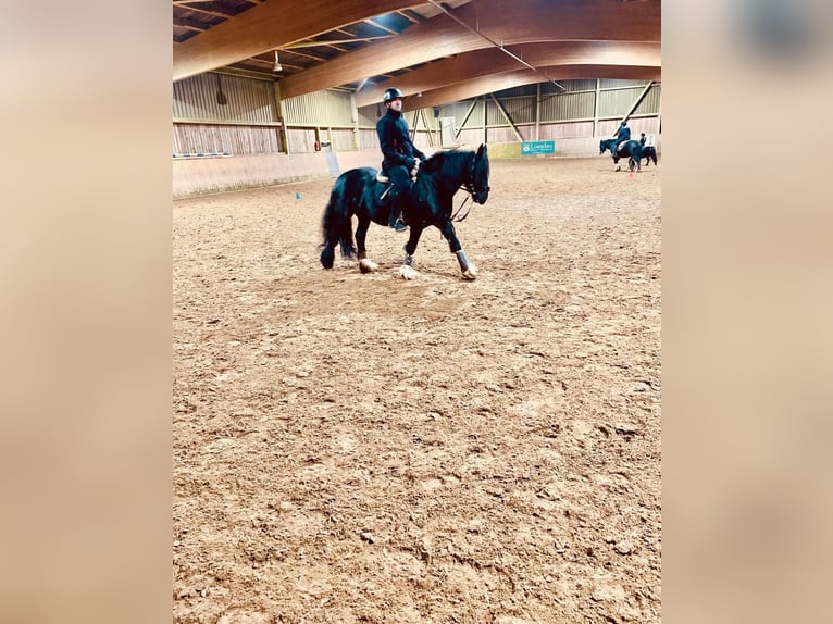 Cob Giumenta 15 Anni 144 cm Morello in Nachrodt-Wiblingwerde