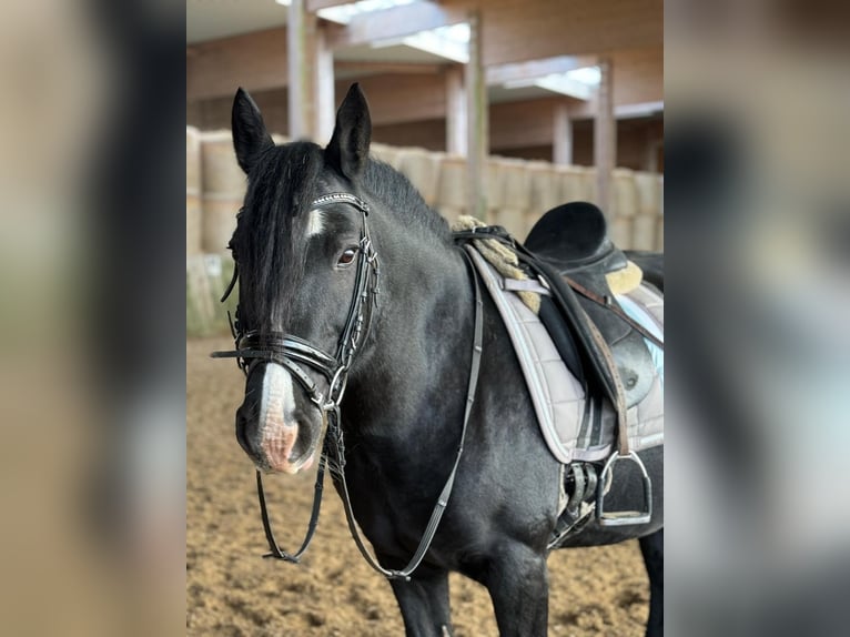 Cob Giumenta 15 Anni 144 cm Morello in Nachrodt-Wiblingwerde