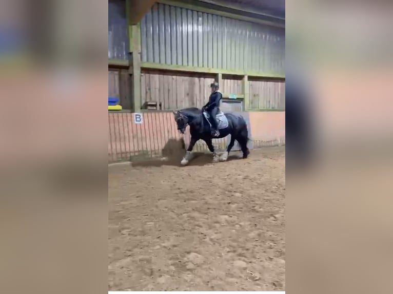 Cob Giumenta 15 Anni 144 cm Morello in Nachrodt-Wiblingwerde