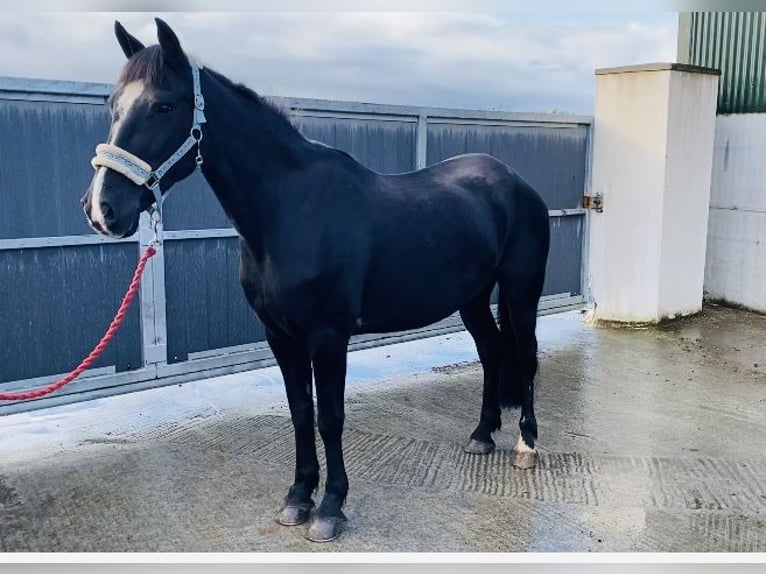 Cob Giumenta 15 Anni 153 cm Morello in Sligo