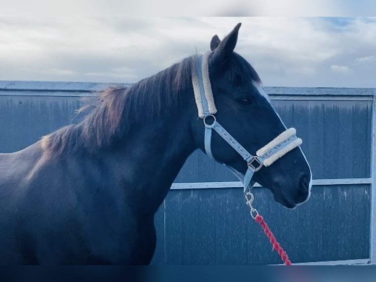 Cob Giumenta 15 Anni 153 cm Morello in Sligo