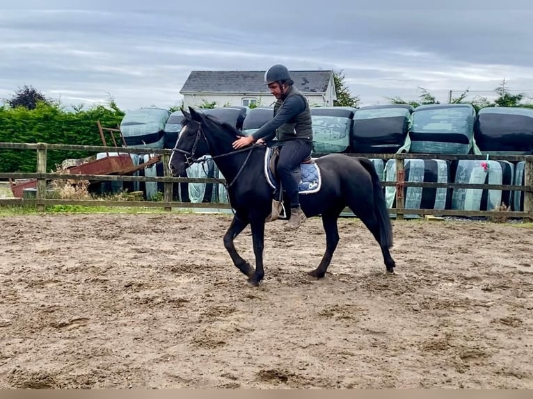 Cob Giumenta 15 Anni 153 cm Morello in Sligo