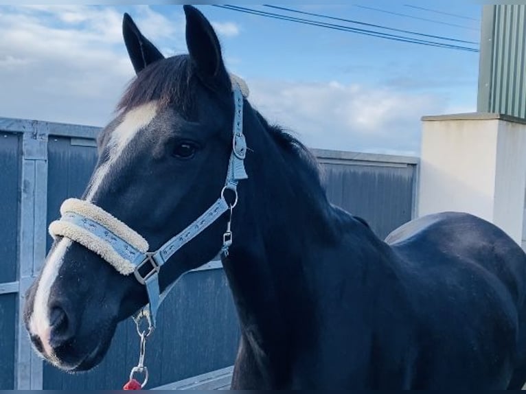 Cob Giumenta 15 Anni 153 cm Morello in Sligo