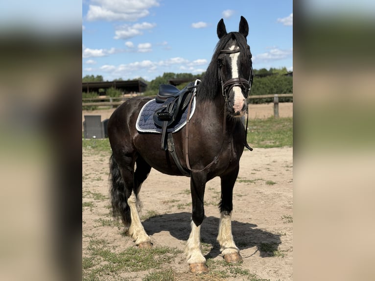 Cob Mix Giumenta 16 Anni 148 cm Morello in Trebbin