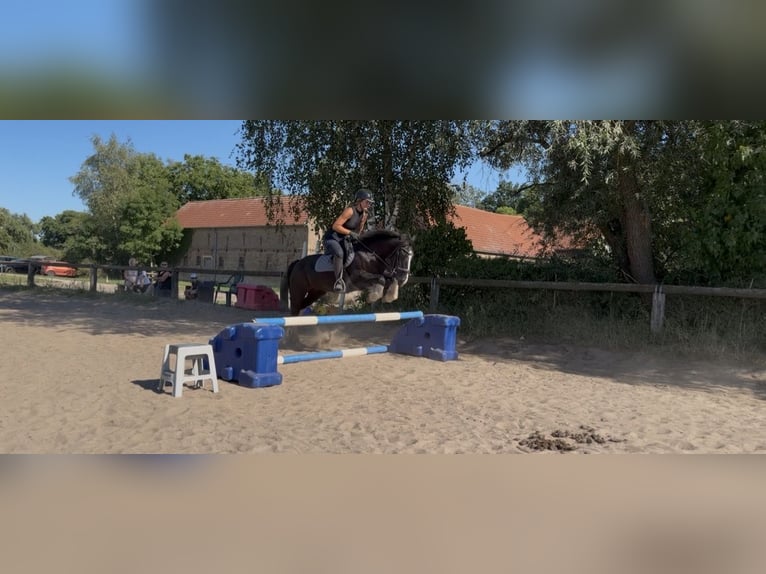 Cob Mix Giumenta 16 Anni 148 cm Morello in Trebbin