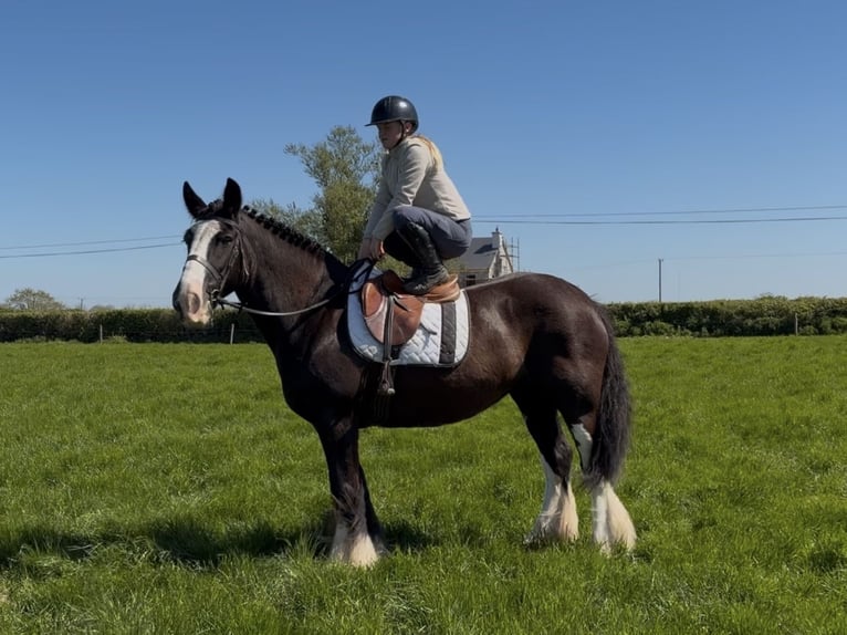 Cob Giumenta 16 Anni 153 cm Morello in Co laois