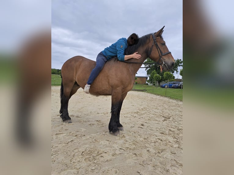 Cob Giumenta 17 Anni 160 cm Baio scuro in Hennef
