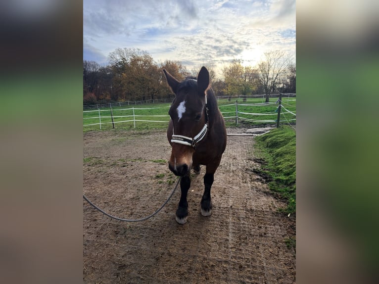 Cob Giumenta 17 Anni 160 cm Baio scuro in Hennef