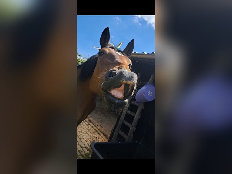 Cob Giumenta 17 Anni 160 cm Baio scuro in Hennef