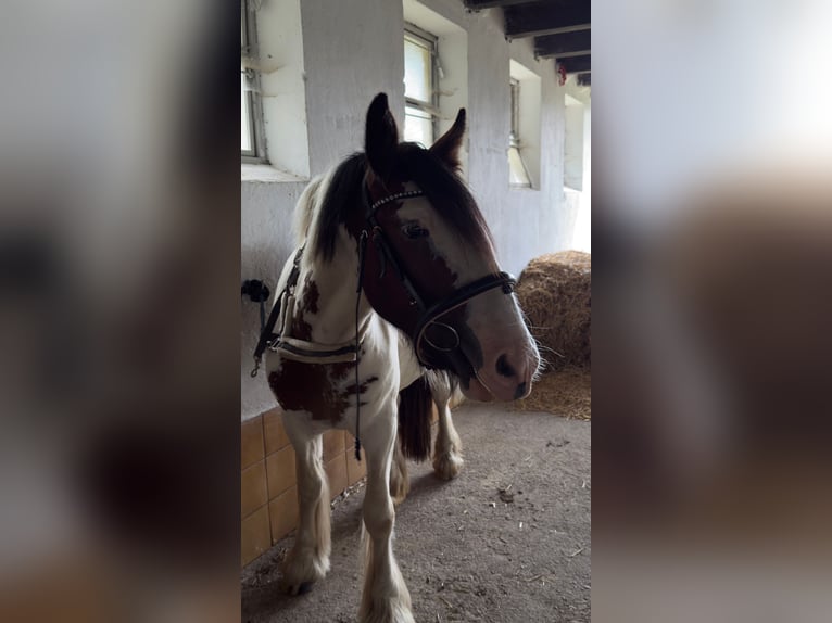 Cob Giumenta 2 Anni 157 cm Tobiano-tutti i colori in Rainbach