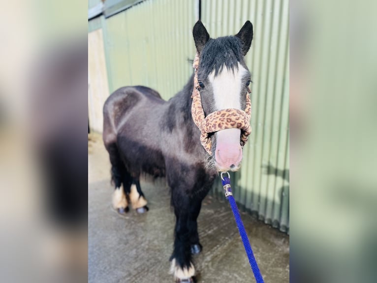 Cob Giumenta 4 Anni 128 cm Morello in Sligo