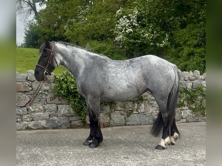 Cob Giumenta 4 Anni 138 cm Roano blu in Newry