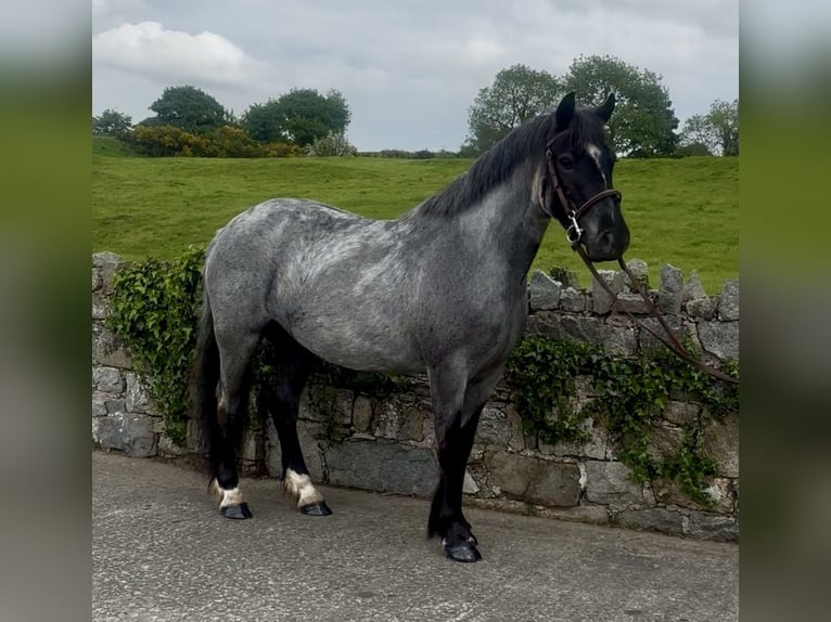 Cob Giumenta 4 Anni 138 cm Roano blu in Newry