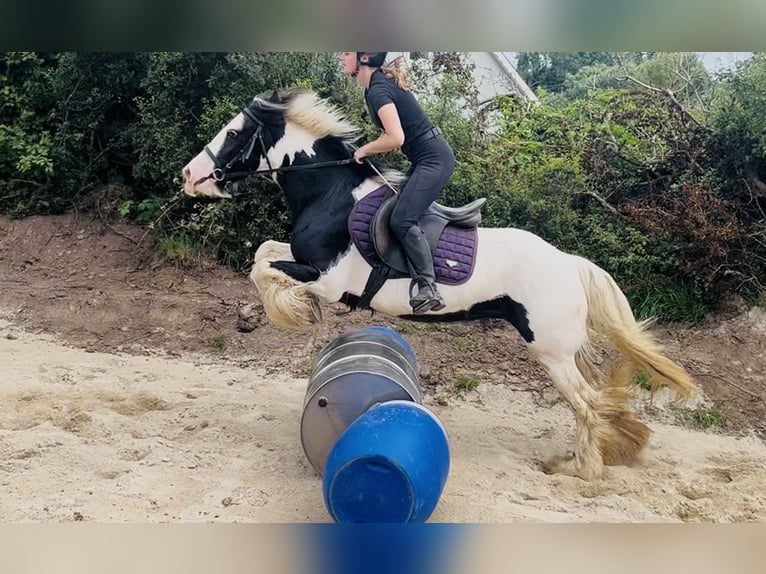 Cob Giumenta 4 Anni 140 cm Pezzato in Sligo